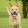 PetSafe Clôtures Anti-Fugue Avec Fil<Cl Ture Anti-Fugue Classique Avec Fil In-Ground Fence
