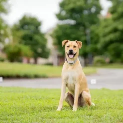 PetSafe Clôtures Anti-Fugue Avec Fil<Cl Ture Anti-Fugue Classique Avec Fil In-Ground Fence