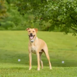 PetSafe Clôtures Anti-Fugue Avec Fil<Cl Ture Anti-Fugue Classique Avec Fil In-Ground Fence