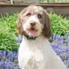 PetSafe Électrostatique<Collier Anti-Aboiement