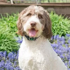 PetSafe Électrostatique<Collier Anti-Aboiement