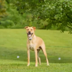 PetSafe Clôtures Anti-Fugue Avec Fil<Collier-R Cepteur Rechargeable In-Ground Fence Classique
