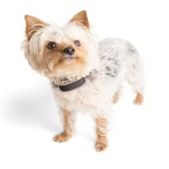 PetSafe Systèmes De Contournement<Collier-R Cepteur Suppl Mentaire Pawz Away®