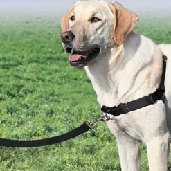 PetSafe Colliers, Harnais Et Licols<Harnais Easy Walk®