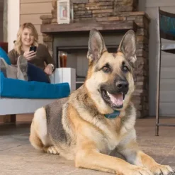 PetSafe Électrostatique<Smart Dog Dressage