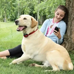 PetSafe Clôtures Anti-Fugue Sans Fil<Syst Me Anti-Fugue Sans Fil Stay & Play® Pour Chiens T Tus
